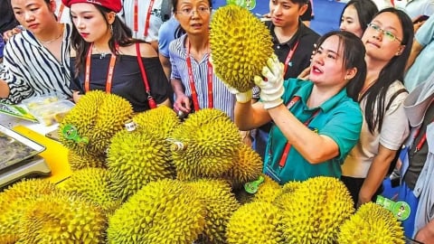 Sầu riêng ASEAN đổ về Quảng Tây nhờ đòn bẩy RCEP