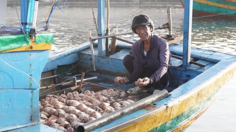 Biển vàng, niềm tin xanh: [Bài 2] Hồi sinh nghề cá, giảm vi phạm IUU