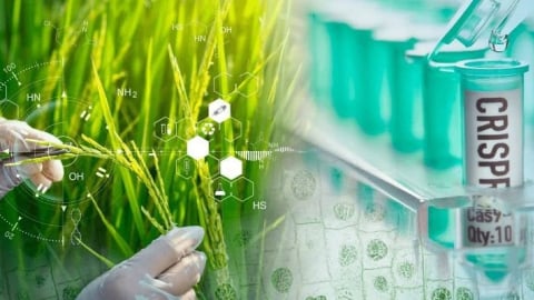 Tiến trình pháp lý cho cây trồng chỉnh sửa gen: Cuộc chuyển mình toàn cầu