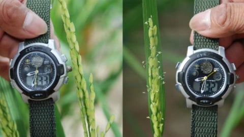 Phát hiện biến thể gen giúp lúa 'né' nắng nóng khi ra hoa