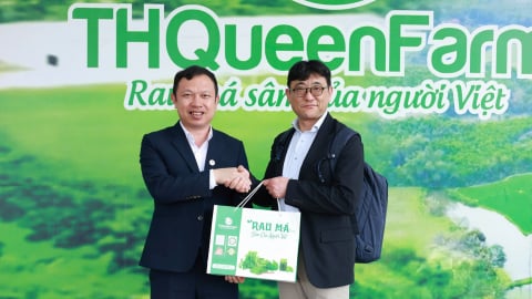 Rau má Thanh Hóa hướng tới chuỗi giá trị toàn cầu