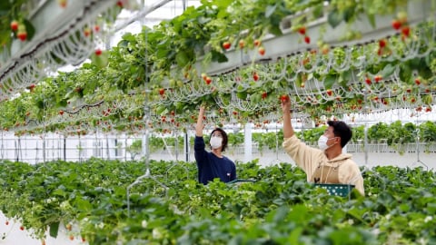 5 thị trường, 1 chiến lược: [Bài 2] Động lực mới của thương mại Việt-Hàn