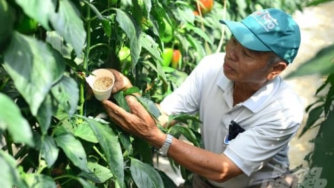 FAO launches project to promote biological solutions in plant protection in Vietnam