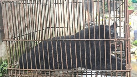 A 20-year-old sun bear successfully rescued in Hai Phong province