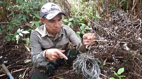 Thiếu hành động quyết liệt, rừng đặc dụng vẫn là 'bãi săn' động vật hoang dã