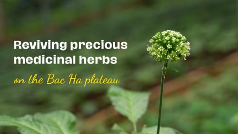 Reviving precious medicinal herbs on the Bac Ha plateau