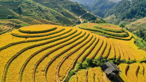 Tái hiện hành trình 80 năm thoát đói thành nước xuất khẩu nông sản hàng đầu