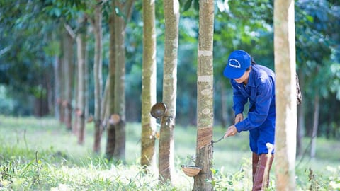 Giá cao su hôm nay 9/5/2025: Thế giới biến động khá mạnh