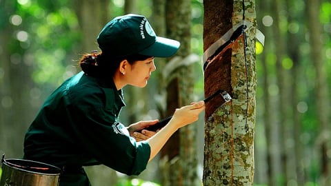 Giá cao su hôm nay 11/5/2025: Tuần này giảm nhẹ