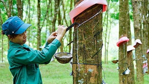 Giá cao su hôm nay 23/5/2025: Trong nước tăng nhẹ