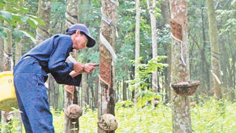 Giá cao su hôm nay 21/7/2025: Tăng nhẹ ngay phiên đầu tuần