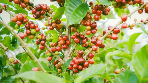 Giá cà phê hôm nay 5/6/2025: Thị trường đồng loạt tăng