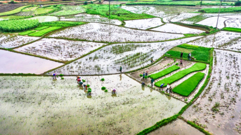 Nguyễn An Ninh: Đồng và làng những ngày Một Chạp
