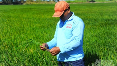 Thiếu nước cục bộ tại vùng sản xuất lúa đông xuân muộn