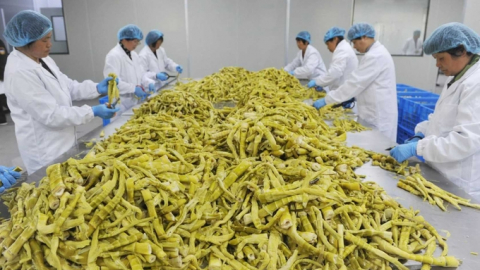 Trung Quốc tính biến măng tre thành thực phẩm tương tự sữa bò