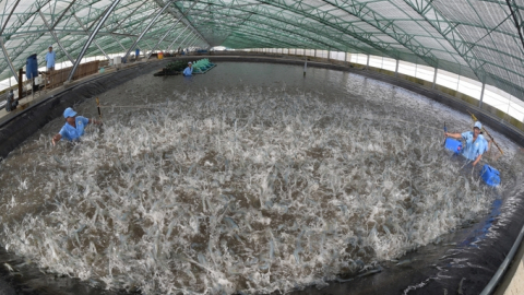 Đề nghị bãi bỏ hạn ngạch đối với tôm Việt Nam nhập khẩu vào Hàn Quốc