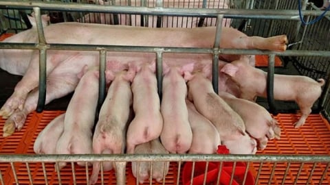 Giá heo hơi hôm nay 27/8/2025: Quảng Trị rơi về mốc 51.000 đ/kg