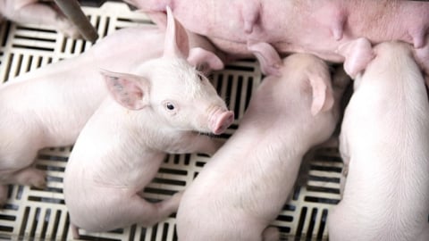 Giá heo hơi hôm nay 25/8/2025: Lào Cai và Phú Thọ tiếp tục giảm