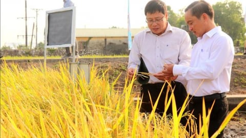 Nghiên cứu, chọn tạo giống lúa có tính chống chịu ưu việt cho ĐBSCL