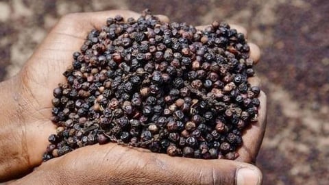 Giá tiêu hôm nay 16/5/2025: Trong nước biến động nhẹ