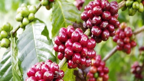 Giá cà phê hôm nay 22/5/2025: Thị trường biến động nhẹ