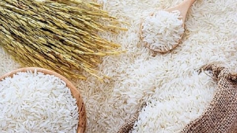 Giá lúa gạo hôm nay 11/6/2025: Mặt hàng gạo giảm nhẹ