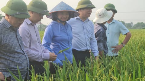 ‘Nhà khoa học của nhà nông’ vinh danh Thạc sĩ Võ Thị Nhung