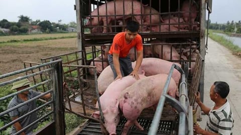 Giá heo hơi hôm nay 23/6/2025: Không đổi