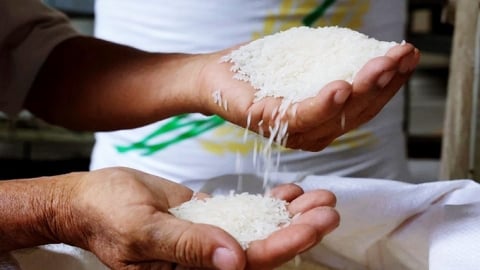 Giá lúa gạo hôm nay 3/5/2025: Trong nước vẫn trầm lắng