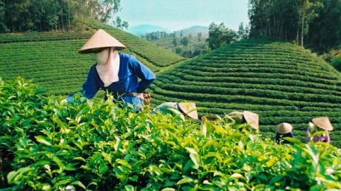 Ngành chè vẫn đối mặt với áp lực cạnh tranh và nhu cầu giảm