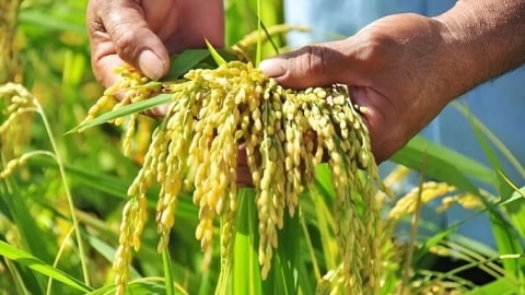 Giá lúa gạo hôm nay 5/5/2025: Thị trường vẫn trầm lắng