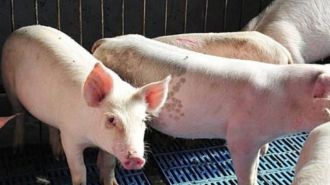 Giá heo hơi hôm nay 4/5/2025: Tuần này giảm nhẹ