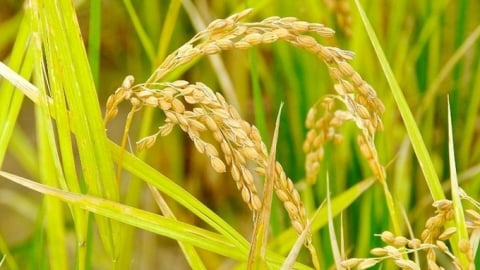 Giá lúa gạo hôm nay 11/5/2025: Tuần này biến động nhẹ
