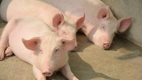Giá heo hơi hôm nay 11/5/2025: Tuần này biến động trái chiều