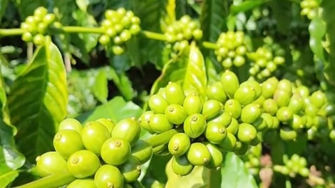 Giá cà phê hôm nay 16/8/2025: Tiếp tục tăng nóng