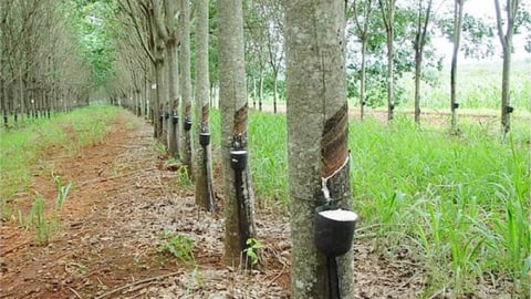 Giá cao su hôm nay 19/7/2025: Tiếp tục đà tăng