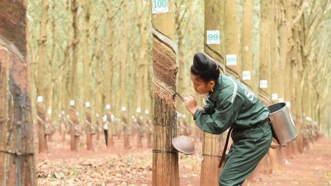 Giá cao su hôm nay 26/8/2025: Thị trường Trung Quốc tăng mạnh