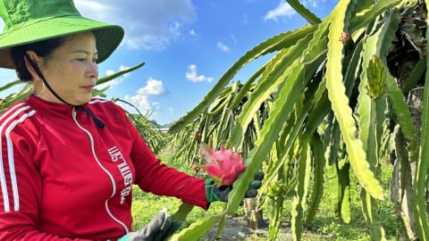 Trái cây Sơn La vươn mình ra biển lớn: [Bài 5] Đặt trụ hướng nắng, thu nhập cao từ thanh long trái vụ