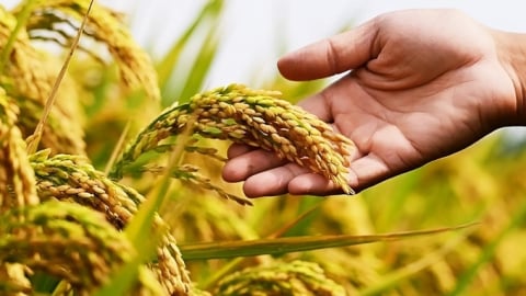 Giá lúa gạo hôm nay 8/5/2025: Lúa tiếp tục đà giảm