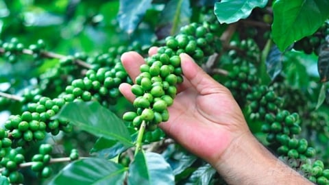 Giá cà phê hôm nay 1/5/2025: Tăng trở lại