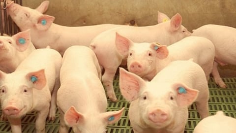 Giá heo hơi hôm nay 7/5/2025: Chỉ giảm nhẹ ở vài nơi
