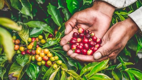 Giá cà phê hôm nay 8/7/2025: Thị trường giảm sâu