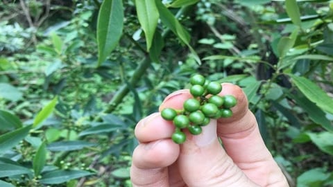 Giá tiêu hôm nay 8/6/2025: Tuần này trong nước giảm mạnh