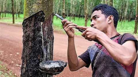 Giá cao su hôm nay 19/8/2025: Biến động nhẹ