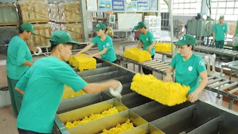 Giá cao su hôm nay 17/7/2025: Trong nước tiếp tục giảm