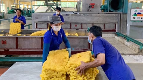 Giá cao su hôm nay 6/9/2025: Trung Quốc, Nhật Bản tăng mạnh