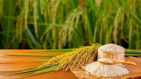 Giá lúa gạo hôm nay 13/7/2025: Thị trường ổn định