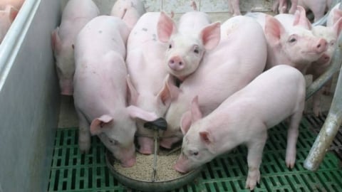 Giá heo hơi hôm nay 17/6/2025: Miền Nam giảm tới 2.000 đồng