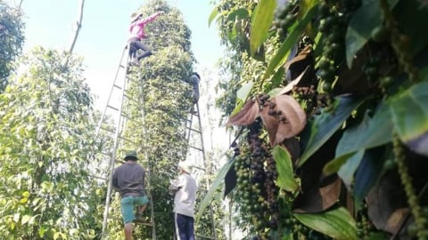 Giá tiêu hôm nay 12/6/2025: Trong nước giảm sâu