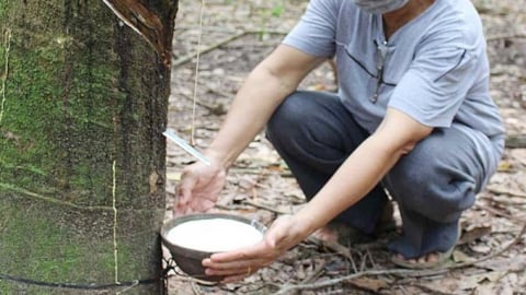 Giá cao su hôm nay 5/5/2025: Thế giới vẫn đang tăng
